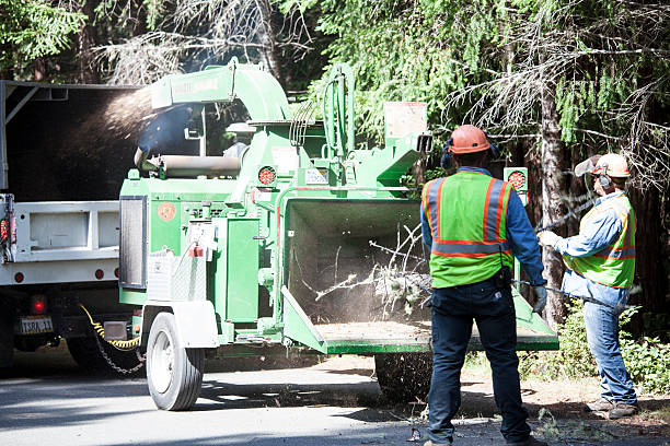 Mustang Ridge, TX Tree Removal Services Company